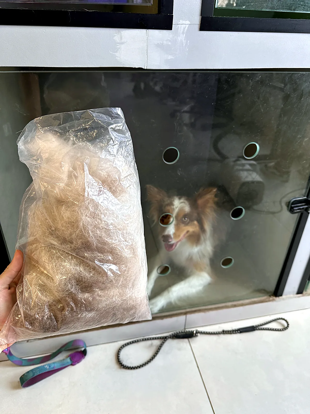Saco de subpelo removido em sessão de carding de Border Collie no Pico Animal
