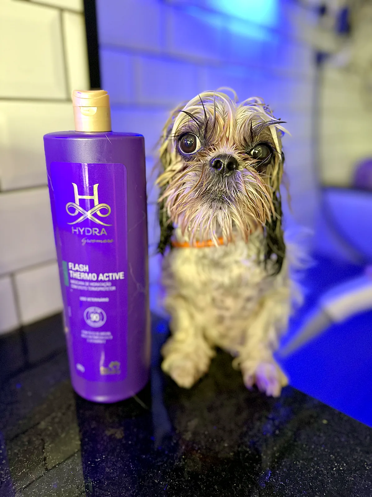Hidratação Flash 90 em Shih Tzu no Pico Animal em Curitiba