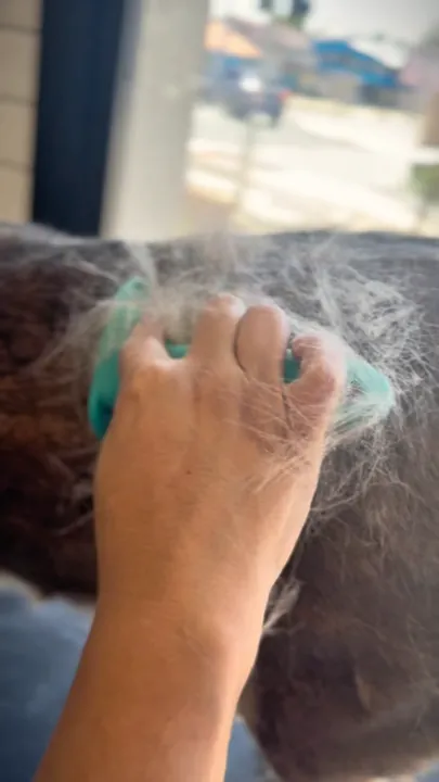 Remoção de subpelo com ferramenta específica, antes do banho.